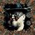 Chris Dasaro's profile image