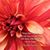 Judith Wargo Cooklis's profile image