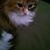 Norma J Wolf's profile image