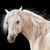 Frank Molino's profile image