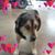 Rozsa Zam's profile image