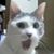 Susan Marchi's profile image