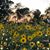 Jennifer Whitacre's profile image