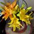 Antoinette Parker Marhafer's profile image