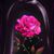 Donna Helvie's profile image