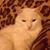Cate Swan-Costanzo's profile image