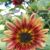 Vicki Lindsay Marts's profile image