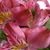 Gina Harris Rampy's profile image