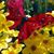 Jane Young Rupe's profile image