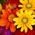 Virginia Erin Thompson's profile image