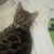 Sharon Harkins Lundstrom's profile image