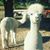 Dorothy Kelley-schiche's profile image