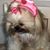 Diane Hohl Shaffer's profile image