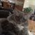 Gretchen Luther Campbell's profile image