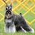 Silvia Soos-Kazel's profile image