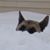 Sue Gensel's profile image