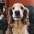 Geri Koracin Picard's profile image