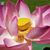 Jeanne Malmgren's profile image
