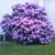 Vicki Layman Harris's profile image