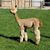 Rancho Inca Alpacas's profile image