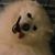 David Robbins's profile image