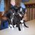 Terri L. Hamel-Taraba's profile image