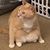 Juliet Hutchinson's profile image