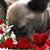 Charleen Hins's profile image