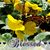 Janine Garone's profile image