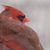 Julianne Hertog's profile image