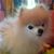 Foxylady Crowell's profile image