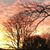 Karen Pinard's profile image