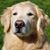 Natalie Marchione's profile image