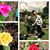 Lorraine Healy's profile image