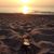 Linda Chaples-Wheeler's profile image