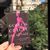 Daisy Violet Hilton's profile image