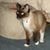 Scarlett ParmenterBaines's profile image