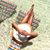Rachel Song's profile image