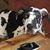 Bob Veres's profile image