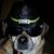 Dave Alwine's profile image