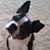 Kevin L. Smith's profile image