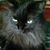 Patricia Fletcher's profile image