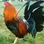 Omar Lezama's profile image