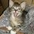 Marie D'Arcangelo's profile image