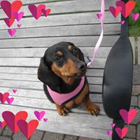 Risk Aroo's profile image