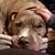 Phyllis Goldberg's profile image