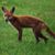 Red Wilderhund's profile image