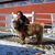 Michelle-Elyse Forlano's profile image