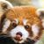 Robert Crespo's profile image