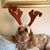 Dominick Magistro's profile image